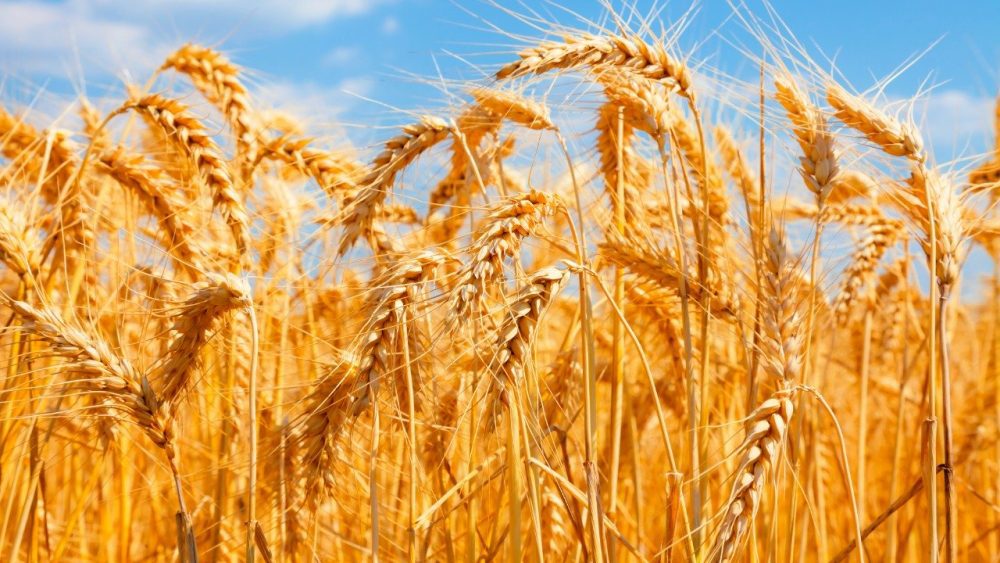 Pakistan Produces Million Tonnes Of Wheat A Record Bumper Crop