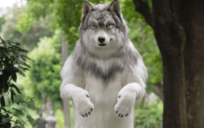 A Japanese man spends R5.1 million to resemble a wolf
