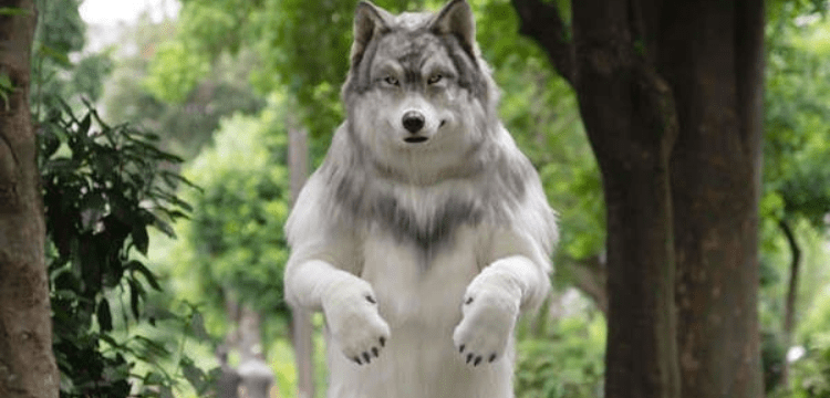 A Japanese man spends R5.1 million to resemble a wolf