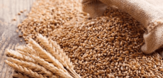 Karachi receives Russian wheat imports.