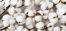 Pakistan seeks $2 billion loan from US to import cotton