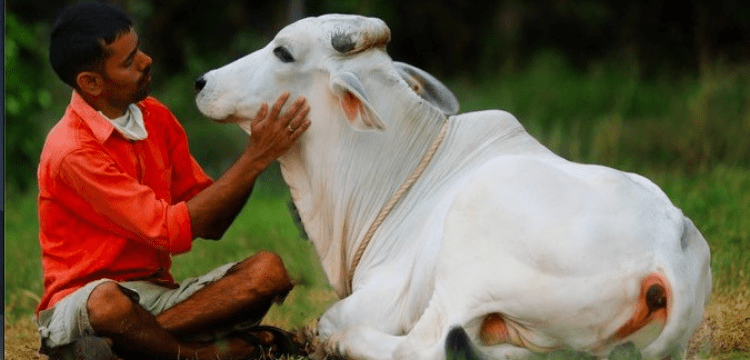 India will celebrate cow hug day