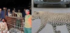 Leopard in DHA Islamabad