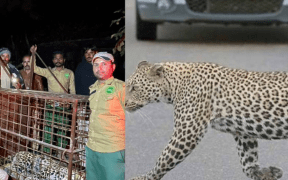 Leopard in DHA Islamabad