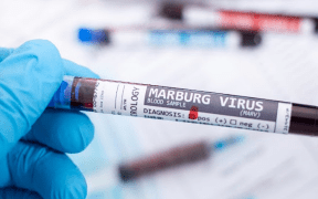 Marburg virus in Spain