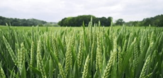 UAE to welcome first harvest of wheat in Sharjah.