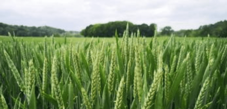 UAE to welcome first harvest of wheat in Sharjah.