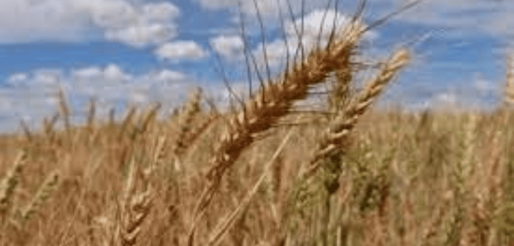 Wheat farmers to beware of Rust amid expected rise in temperature