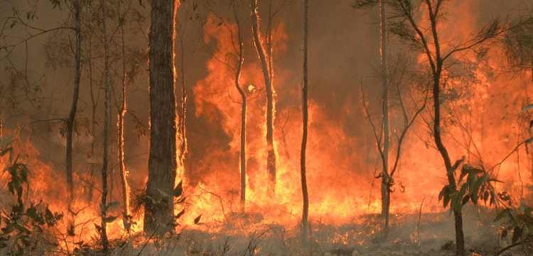 Fire risks persist in Aussie state because of Scorching heat