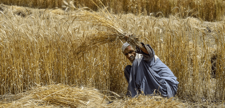 80,000 metric ton wheat procurement target set for Sargodha