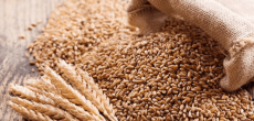 Russian wheat