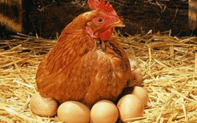 Chicken and Eggs