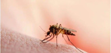 First Malaria case discovered in US after decades