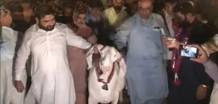 The 25th All Pakistan Goats Award was won by a goat from Gujranwala.