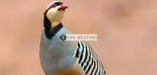 chukar national bird of pakistan