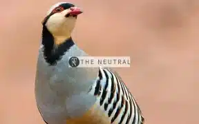 chukar national bird of pakistan