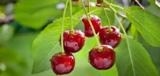 Pakistan to export cherry after a very long time