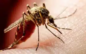 Sindh Witnesses A Surge In Cases Of Dengue Fever