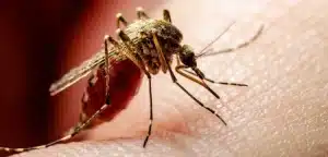 Sindh Witnesses A Surge In Cases Of Dengue Fever