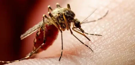 Sindh Witnesses A Surge In Cases Of Dengue Fever