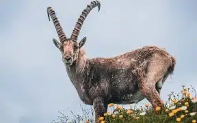 Strange Disease Kills 35 Wild Goats In Kirthar National Park