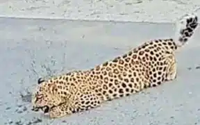 Rare Leopard Sighting In Muzaffarabad Excites Passing Commuters