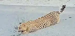 Rare Leopard Sighting In Muzaffarabad Excites Passing Commuters