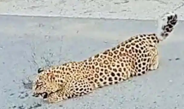 Rare Leopard Sighting In Muzaffarabad Excites Passing Commuters