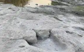 Great Discovery Related To Dinosaur Tracks As Water Levels Drop
