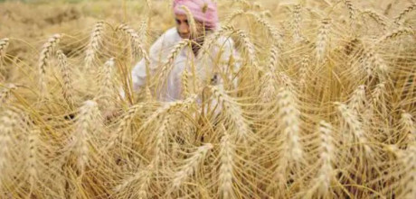 Pakistan Sets Ambitious Wheat Production Target for 2023-24