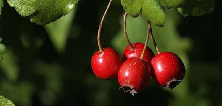 The Heart Magic Herb: Crataegus Laevigata (Hawthorn)