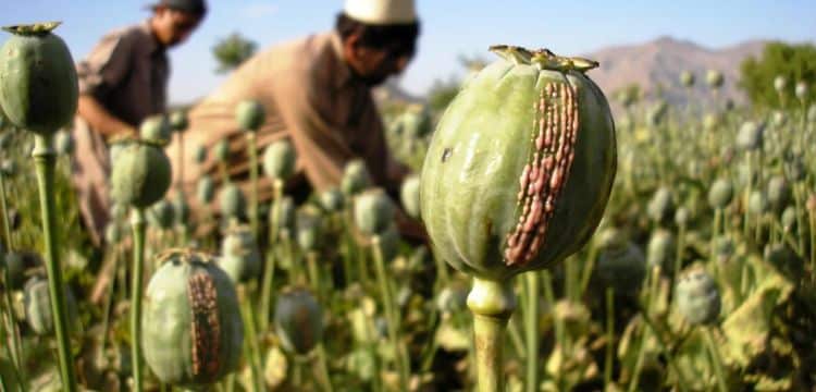 Pakistan's Only Opium Factory Resumes Operations After 11 Years