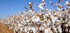 PM Orders Crackdown on Low-Priced Cotton Purchases