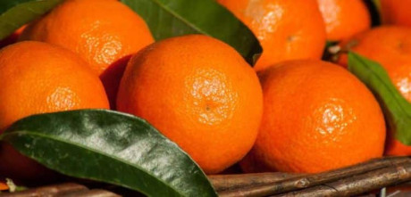 Federal Government Gives Green Light for Kinnow Export