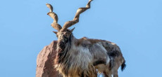 Record-Breaking $186,000 Bid for Astor Markhor Hunting Permit