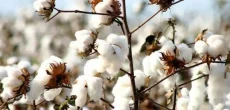 Cotton prices Decrease By Rs.1,000 In A Week