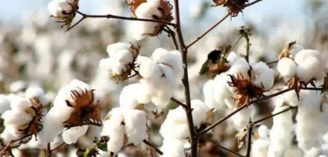 Cotton prices Decrease By Rs.1,000 In A Week