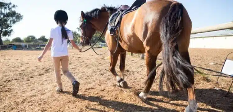 Australia Resuming Aerial Shooting Of Wild Horses