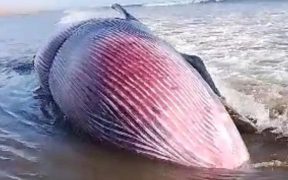 Gigantic Rare Blue Whale Found Dead on Gwadar Coast