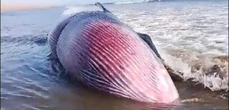 Gigantic Rare Blue Whale Found Dead on Gwadar Coast