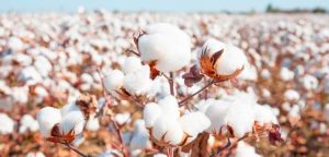 Pakistan Achieves Record Cotton Exports