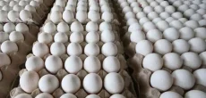 Record-High Egg Prices Observed In Pakistan