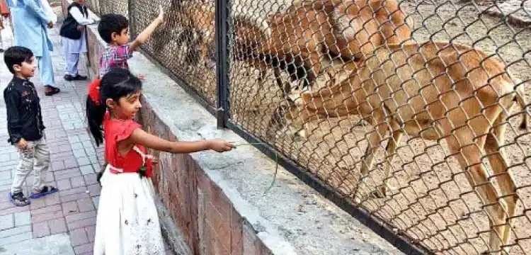 Lahore Zoo Shuts Down Temporarily For 3 Months