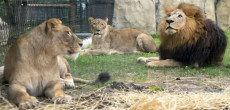 Lions Tragically Killed A Man in Bahawalpur Zoo