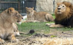 Lions Tragically Killed A Man in Bahawalpur Zoo