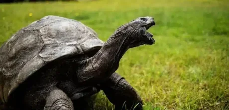 Oldest Living Land Animal Marks 191st Birthday