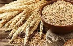 No Bids For Pakistan's Unattractive Wheat Tender Terms