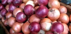 Government Restricts Onion Exports Due To Soaring Local Prices