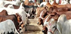 Pakistan Greenlights Live Cattle Import From Brazil