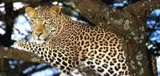 Leopard Succumbs To Heart Attack In AJK